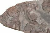 Ordovician Trilobite Mortality Plate - Tafraoute, Morocco #370540-1